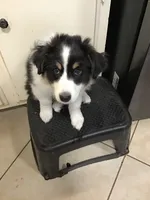 Banjo, a male Australian Shepherd for sale in Arroyo Grande, CA – 2 of 6