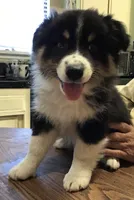 Freckles, a male Australian Shepherd for sale in Arroyo Grande, CA – 1 of 5