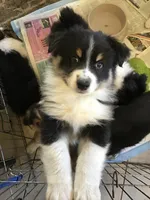 Freckles, a male Australian Shepherd for sale in Arroyo Grande, CA – 4 of 5