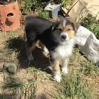Rusty, a male Australian Shepherd for sale in Arroyo Grande, CA – 2 of 4