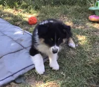 Freckles, a male Australian Shepherd for sale in Arroyo Grande, CA – 2 of 5
