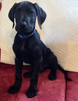 Baby Neptune, a male Great Dane for sale in Augusta, GA – Photo 3 of 10