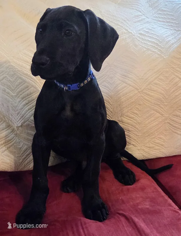 Baby Neptune, a male Great Dane for sale in Augusta, GA – Photo 1 of 10