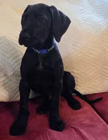 Baby Neptune, a male Great Dane for sale in Augusta, GA – Photo 1 of 10