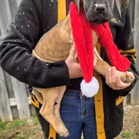 Baby "Penny", a female Great Dane for sale in Augusta, GA – Photo 2 of 10