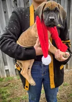 Baby "Penny", a female Great Dane for sale in Augusta, GA – Photo 1 of 7