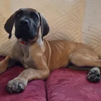 Baby "Penny", a female Great Dane for sale in Augusta, GA – Photo 3 of 10