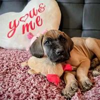 Baby "Penny", a female Great Dane for sale in Augusta, GA – Photo 9 of 10