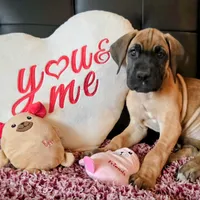Baby "Penny", a female Great Dane for sale in Augusta, GA – Photo 10 of 10