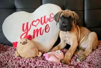 Baby "Penny", a female Great Dane for sale in Augusta, GA – Photo 5 of 7