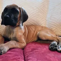 Baby "Penny", a female Great Dane for sale in Augusta, GA – Photo 5 of 10