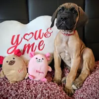 Baby "Penny", a female Great Dane for sale in Augusta, GA – Photo 8 of 10