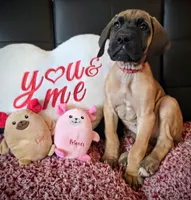 Baby "Penny", a female Great Dane for sale in Augusta, GA – Photo 2 of 7