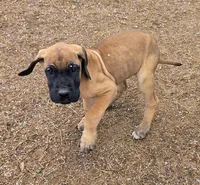 Baby "Penny", a female Great Dane for sale in Augusta, GA – Photo 6 of 7