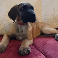 Baby "Penny", a female Great Dane for sale in Augusta, GA – Photo 1 of 10