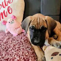 Baby "Penny", a female Great Dane for sale in Augusta, GA – Photo 7 of 10