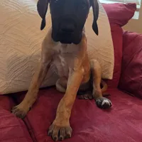 Baby "Penny", a female Great Dane for sale in Augusta, GA – Photo 6 of 10