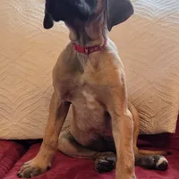 Baby "Penny", a female Great Dane for sale in Augusta, GA – Photo 4 of 10