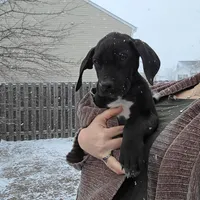 Baby Blue, a male Great Dane for sale in Augusta, GA – Photo 5 of 10
