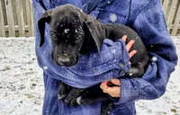 Baby Blue, a male Great Dane for sale in Augusta, GA – Photo 3 of 10