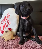 Baby Pink, a female Great Dane for sale in Augusta, GA – Photo 9 of 10