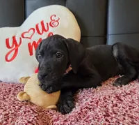 Baby Pink, a female Great Dane for sale in Augusta, GA – Photo 5 of 10