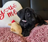 Baby Pink, a female Great Dane for sale in Augusta, GA – Photo 4 of 10