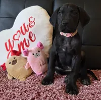Baby Pink, a female Great Dane for sale in Augusta, GA – Photo 10 of 10