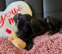 Baby Pink, a female Great Dane for sale in Augusta, GA – Photo 3 of 10
