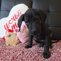 Baby Pink, a female Great Dane for sale in Augusta, GA – Photo 8 of 10