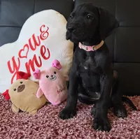 Baby Pink, a female Great Dane for sale in Augusta, GA – Photo 7 of 10