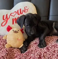 Baby Pink, a female Great Dane for sale in Augusta, GA – Photo 6 of 10