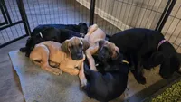 Baby Copper, a male Great Dane for sale in Augusta, GA – Photo 6 of 10