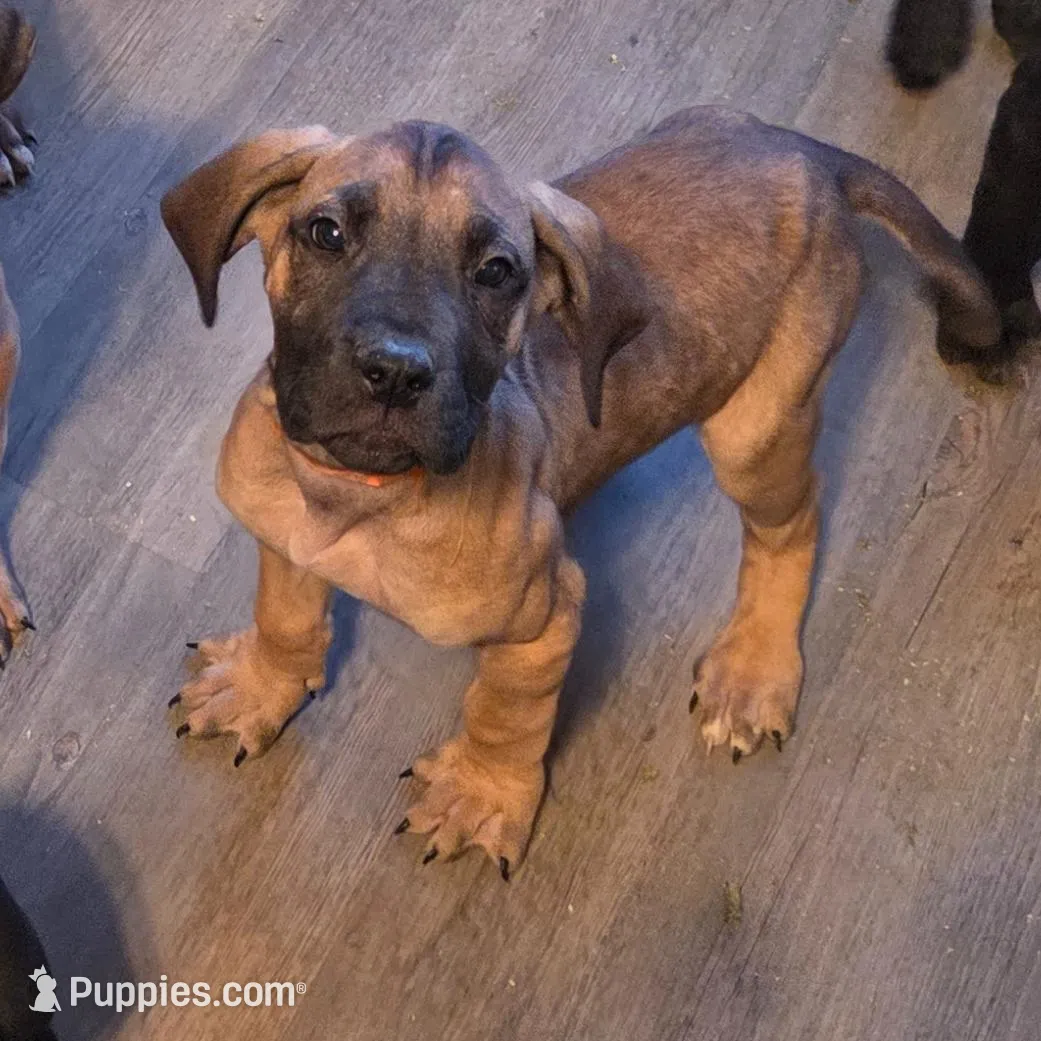 Baby Copper, a male Great Dane for sale in Augusta, GA – Photo 8 of 10