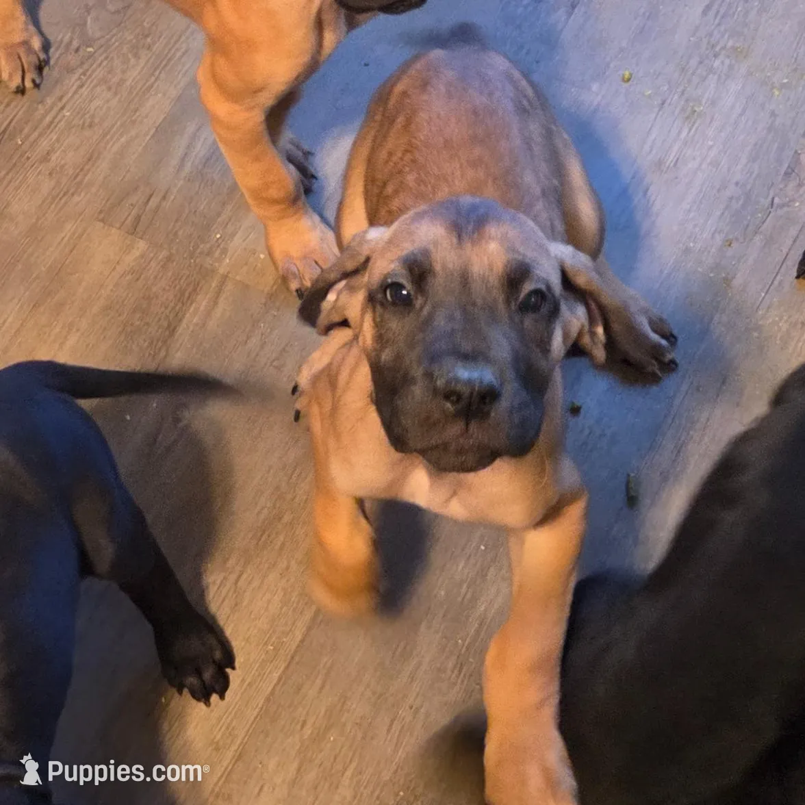 Baby Copper, a male Great Dane for sale in Augusta, GA – Photo 7 of 10