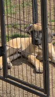 Baby Copper, a male Great Dane for sale in Augusta, GA – Photo 1 of 10