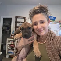 Baby Copper, a male Great Dane for sale in Augusta, GA – Photo 2 of 10