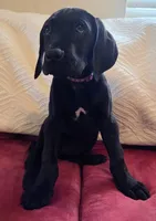 Baby Lilac, a female Great Dane for sale in Augusta, GA – Photo 1 of 8