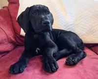 Baby Lilac, a female Great Dane for sale in Augusta, GA – Photo 2 of 8