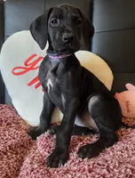 Baby Lilac, "Lila", a female Great Dane for sale in Augusta, GA – Photo 1 of 10