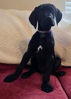 Baby Lilac, a female Great Dane for sale in Augusta, GA – Photo 4 of 8