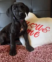 Baby Lilac, "Lila", a female Great Dane for sale in Augusta, GA – Photo 9 of 10