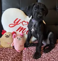 Baby Lilac, "Lila", a female Great Dane for sale in Augusta, GA – Photo 2 of 10