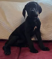 Baby Lilac, a female Great Dane for sale in Augusta, GA – Photo 6 of 8