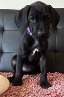 Baby Lilac, "Lila", a female Great Dane for sale in Augusta, GA – Photo 4 of 10