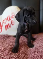 Baby Lilac, "Lila", a female Great Dane for sale in Augusta, GA – Photo 7 of 10