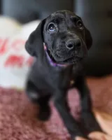 Baby Lilac, "Lila", a female Great Dane for sale in Augusta, GA – Photo 8 of 10