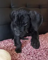 Baby Lilac, "Lila", a female Great Dane for sale in Augusta, GA – Photo 5 of 10