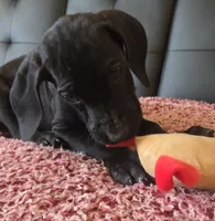 Baby Lilac, "Lila", a female Great Dane for sale in Augusta, GA – Photo 3 of 10