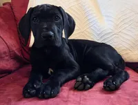 Baby Lilac, a female Great Dane for sale in Augusta, GA – Photo 3 of 8